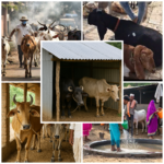 बिम्सटेक सहयोग को बढ़ाने के लिए भारत की नई पहल