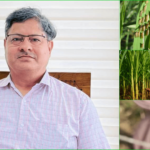 मई-जून में आम की देखभाल कैसे करें: पैदावार और गुणवत्ता बढ़ाने के उपाय