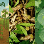 पशु चारा बेचकर कमाएं लाखों! जानें शुरुआत कैसे करें