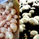असम की चाय उद्योग को नई ताकत—सरकारी योजना से पैदावार में तेजी!