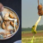 भारत-रूस सहयोग को नई गति: मछलीपालन, पशुपालन और डेयरी व्यापार बढ़ाने पर सहमति!