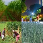 कृषि बनेगी विकास का इंजन, बजट 2026 में साफ संकेत!