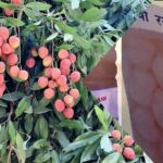 APEDA की पहल से मजबूत होगा सिक्किम का ऑर्गेनिक इकोसिस्टम!