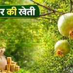 एक बार लगाओ, सालों तक कमाओ—चीकू खेती का कमाल
