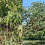 MP के किसानों के लिए बड़ी खबर 4 जिलों के लिए कृषि रोडमैप जारी