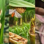 डिजिटल सिस्टम से मजबूत होगा पशु स्वास्थ्य नेटवर्क !